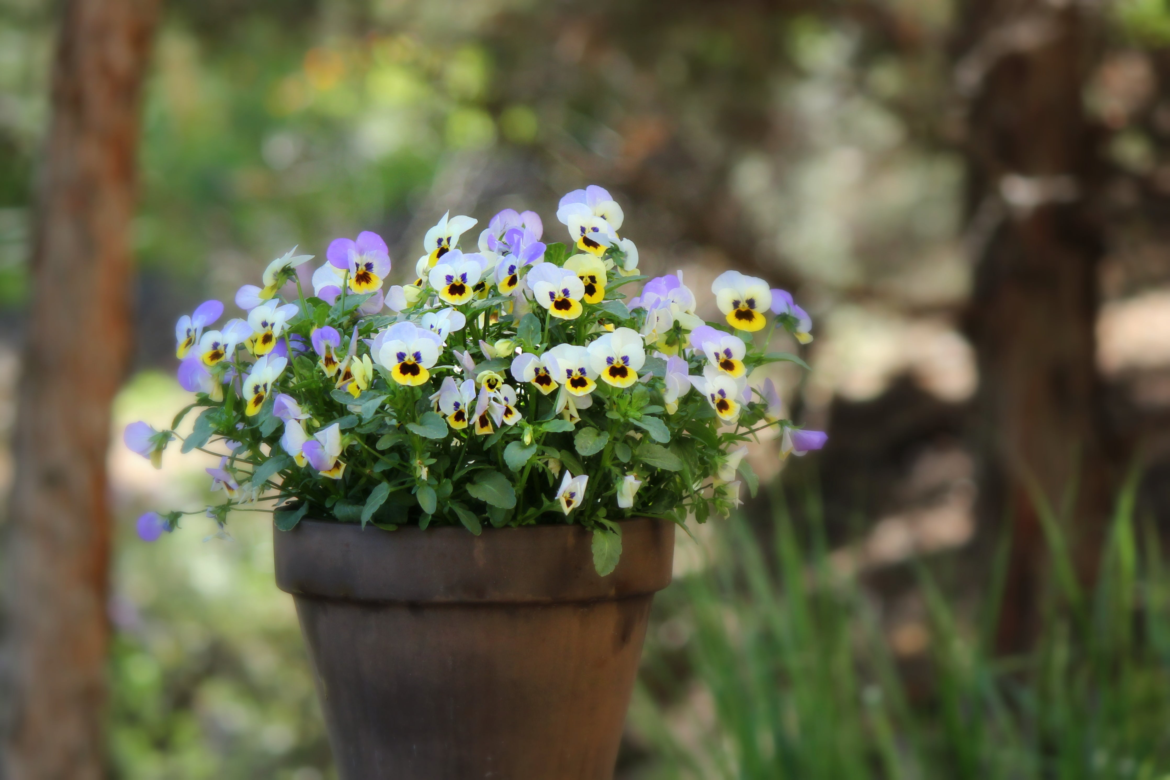 Gardening tip - Winter violas