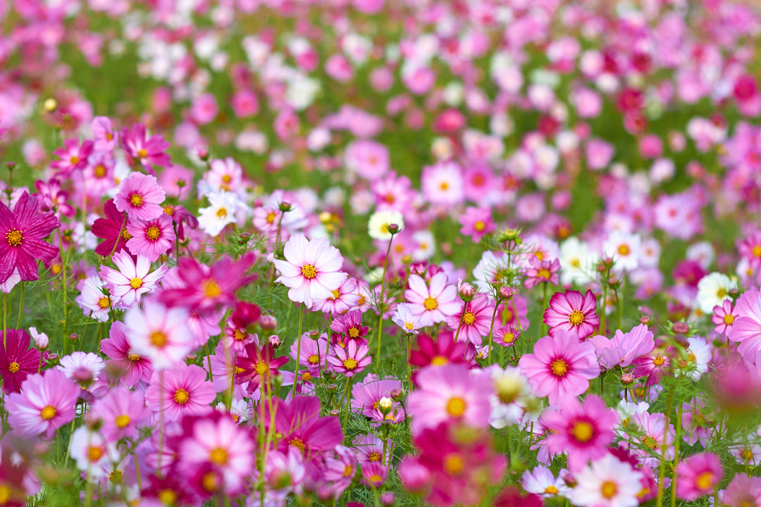 The clocks are changing: Short day plants carry on