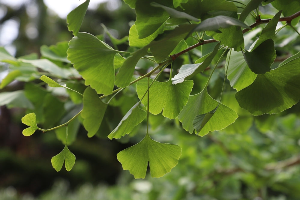 Plant profile - Ginkgo biloba